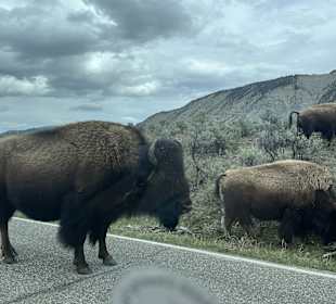 Yellowstone Nationalpark