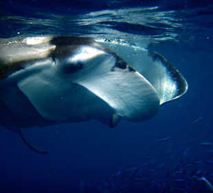 Manta, Manta