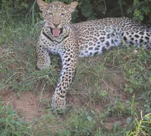 Leopard Tsavo West