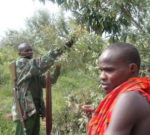 Bush Walk mit Masai und Park Ranger