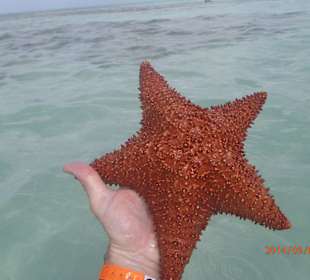 Stopp bei den Seesternen auf dem Weg nach Saona
