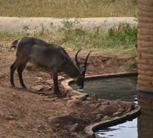 Gazelle am Wasserloch