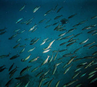 Fischschwarm am Hausriff