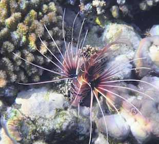 Schnorcheln Marsa Alam