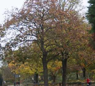 Parkanlage Planten un Blomen