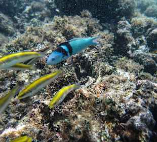 Lippfische am Strand