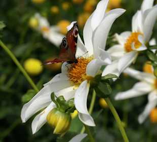 Blüten-Impressionen der Mainau