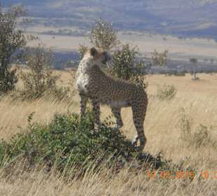 Amboseli Nationalpark