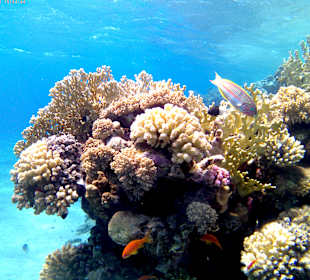 Schnorcheln Marsa Alam