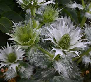 Wunderhübsche Distel