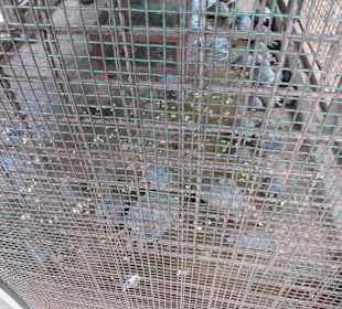 JungeSchildkröten zum Schutz eingesperrt