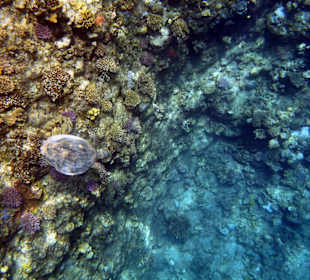 Am Aussenriff Richtung Resta Reef