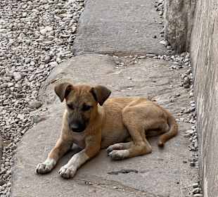 Hundewelpe in der Tempelanlage