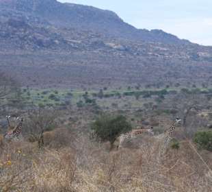 Fünf gut getarnte Giraffen in Tsavo West