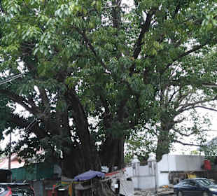 Mit Green Mango das ursprüngliche BKK entdecken