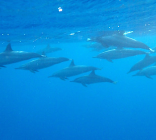 Delfine beim Hausriff