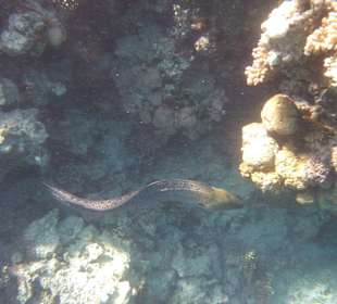 Muräne am Schnorchelriff