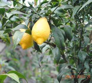 Werspäteter Frühling, trotzdem schon Zitronen.