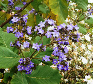 Palheiro Gardens