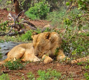 Tsavo Ost Nationalpark