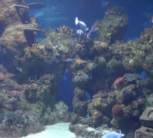 National Aquarium Malta