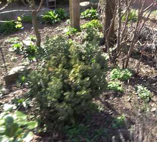 Apothekergarten Ettlingen