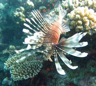 Indischer Feuerfisch 