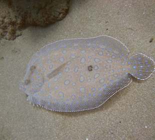 Tauchgang mit James & Mac