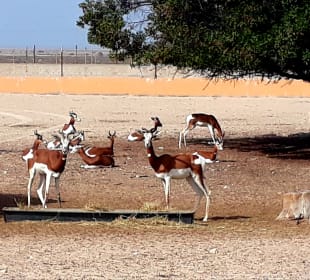 Al Areen Wildlife Park