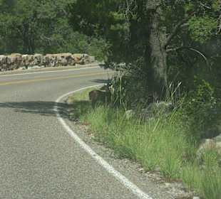 Tiere im Big Bend Nationalpark