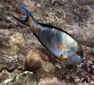 Arabischer Doktorfisch 10 m vom Strand 