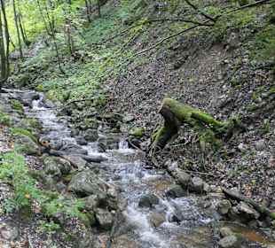 Wanderung auf dem Bergwald-Erlebnispfad