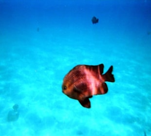 Einmalige Korallenwelt am Strand