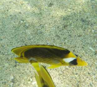 Schnorcheln Marsa Alam