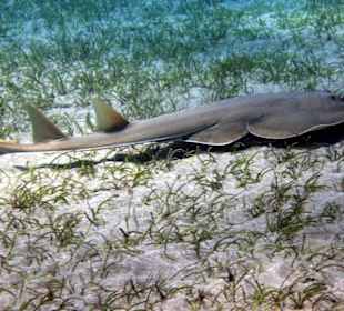 Staubsauger unter Wasser