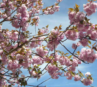 Hofgarten am Dachauer Schloss