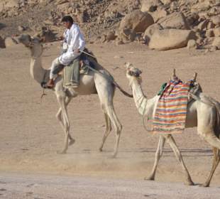 Weg zum Beduinenlager