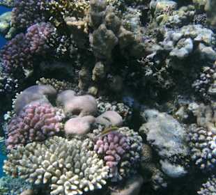 Herrliche Unterwasserwelt