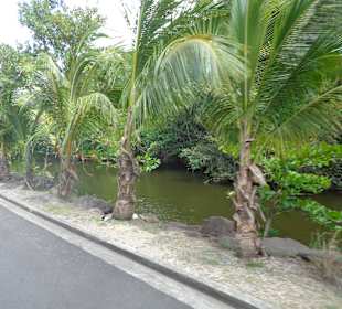 Palmen am Straßenrand