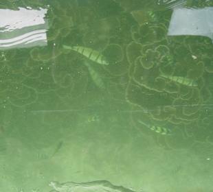 Glasboot Fische und Korallen