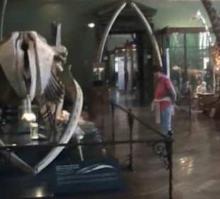 Naturhistorisches Museum