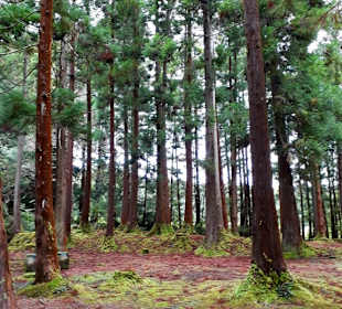 Inselrundfahrt Terceira