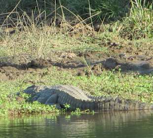 Krokodil Tsavo West