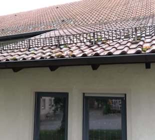 Pankratiuskirche Auingen