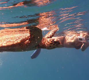 Turtel beim schnorcheln