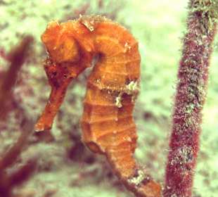 Erlebnisse bei Tauchgang Merlin Sosua