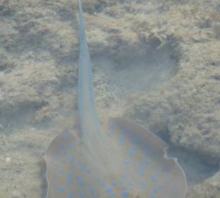 Blaupunkt Rochen am Hausriff