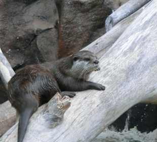 Loro Park Otter 