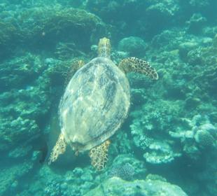 Schnorcheln Marsa Alam