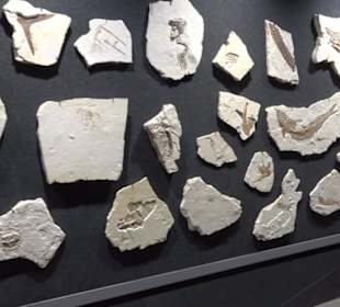 Dinosaurier Museum Altmühltal